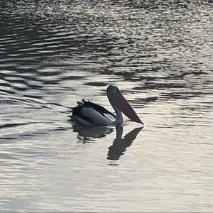 Meet your Posher, Jo